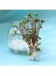 Retro Simple Green Tree White Lace Handmade Fashion Female Small Brooch